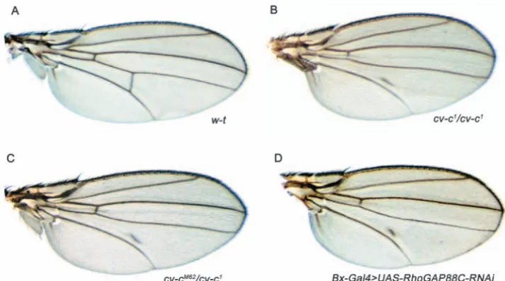 Fig. 1. New alleles of (D) A wing in which the UAS-RhoGAP88C-dsRNA construct hasbeen expressed throughout thedeveloping wing disc using Bx-Gal4.The phenotypes produced are identicalto cv-c