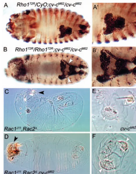 Fig. 7. Genetic interaction with Rho-family GTPases. (A-B(E,F) Rac1germband retraction and dorsal closure phenotypes are less severe;the dorsal closure phenotype is rescued in 37% of embryos (head involution (black arrowhead), germband retraction and stron