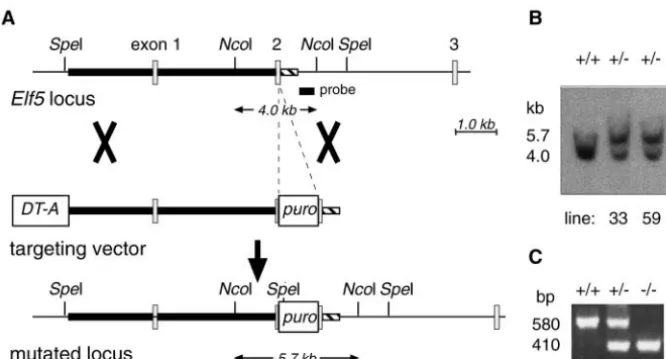 Fig. 1. Elf5 expression in theextraembryonic ectoderm