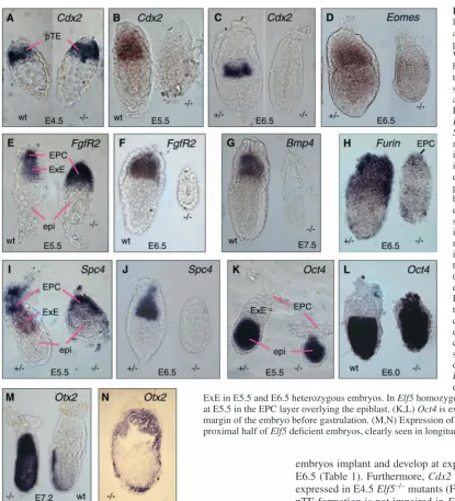 Fig. 4. Elf5 deﬁcient embryoslack the ExE. (A-N) Embryos