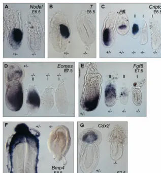 Fig. 7. AVE formation intranscripts are still apparent.(D)consistently be detected inpregastrulation  Elf5–/–mutant embryos