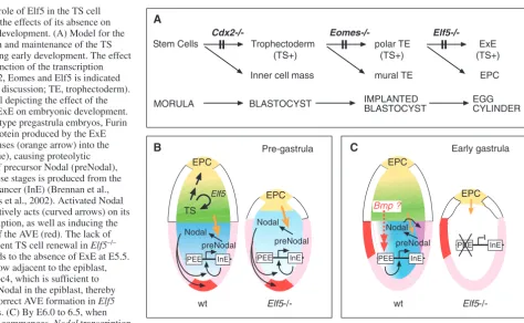 Fig. 9. The role of Elf5 in the TS celllineage and the effects of its absence on
