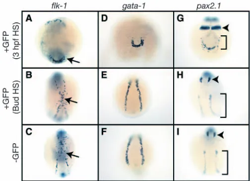 Fig. 4. High levels of Bmp signaling are important for ventralmesoderm patterning during gastrulation but not afterward