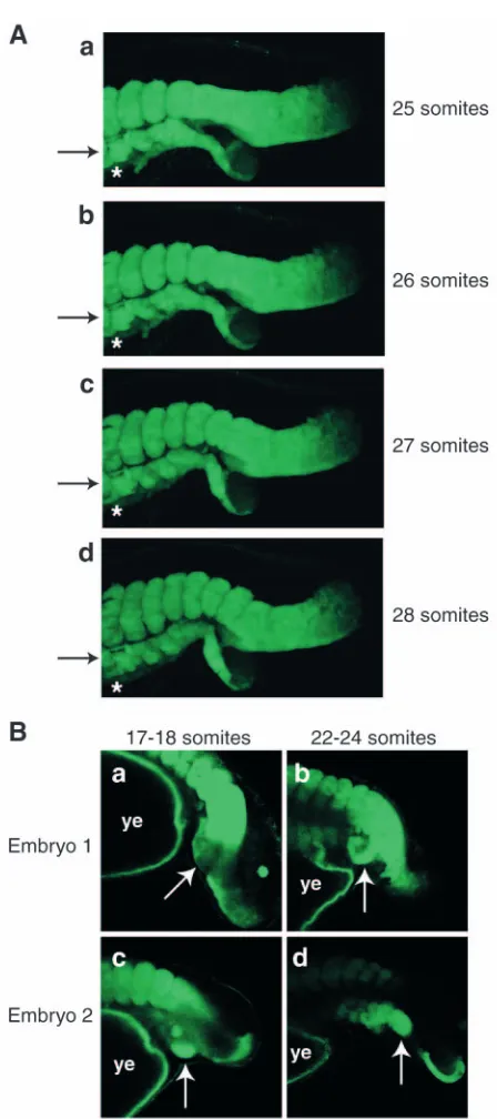 Fig. 6. Dynamic growth of secondary tails. Confocal microscopic16-17-somite stage, then monitored by confocal microscopy to detectthe emergence of a second tail