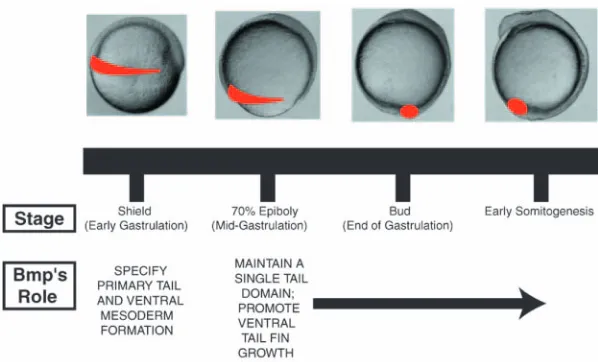 Fig. 8. A model for the distinct temporal roles of Bmpsignaling during posterior mesoderm development.Embryos at different stages of development are shown,with posterior mesodermal Bmp signaling denoted inred