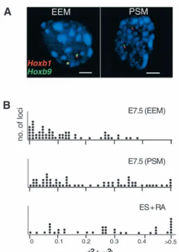 Table 1. Expression patterns of Hoxb1 and Hoxb9 during embryogenesis