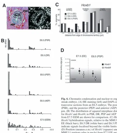 Fig. 6. Chromatin condensation and nuclear re-organisation of for streak embryo. (A) HE staining (left) and DAPI counterstaining (right) of serialtransverse sections from an E6.5 embryo