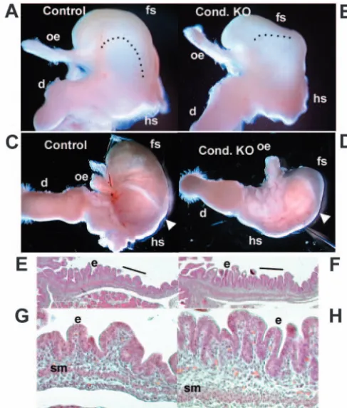 Fig. 4. Analysis of AP patterning defects in conditional COUP-TFIImutant stomach. Controls and conditional mutant embryos wereobtained by mating with COUP-TFII ﬂoxed homozygous males andNkx3-2Cre/+; COUP-TFIIﬂox/+ females as described in Fig