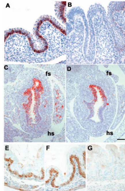 Fig. 5. Morphological changes in the posteriorized conditionalmutant stomach: E16.5 whole embryos were sectioned sagittally andstained with Hematoxylin and Eosin for histological assessment.Corresponding regions in mutant and control were estimated bymorph