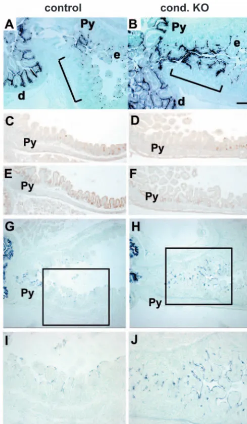 Fig. 8. (A,B) Paraffin sections of E16.5 stomachs were stained forEAP activity. The bracket indicates corresponding regions of thecaudal end of control and mutant stomach