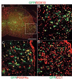 Fig. 6. Dbx-derived oligodendrocytes at P10. (A) GFP and Sox10double immunolabelling. (B) Higher magniﬁcation confocal view ofthe area marked in A, showing clear co-expression in a subset ofSox10-positive oligodendrocyte lineage cells