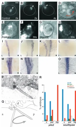 Fig. 7. Impaired ﬂuid ﬂow in Kupffer’s vesicle isassociated with defects in laterality