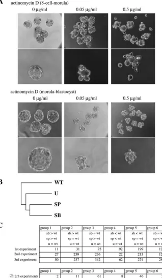 Fig. 3. Gene transcription is essential for preimplantation development. (A) Eight-cell stageembryos were treated with actinomycin D (0.05 µg/ml or 0.5 µg/ml), and compared withcontrol embryos (0 µg/ml) at morula stage (upper panel)