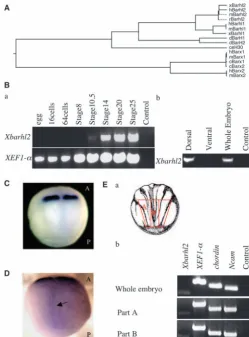 Fig. 1. Phylogenetic analysis and early expression pattern ofXBarhl2. (A) Phylogenetic tree based on identity in 60 amino acidhomeobox region between the Barhl proteins in human, mouse, rat,Xenopus, C