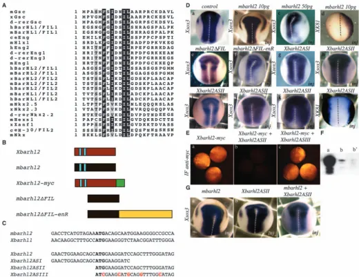 Fig. 2. Changes in with Hesx1 and Msx, and the FILs domains of Barhl proteins. Black shading indicates identical residues, gray shading indicates similarity