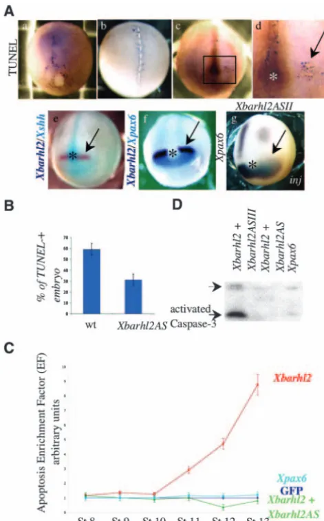 Fig. 4. Barhl2 pro-apoptotic activity is normally involved in regulatingendogenous apoptosis