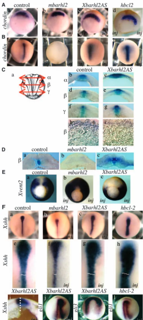 Fig. 5. Manipulation of Barhl2 levels changes the number ofhybridization using (a) Control; (b) mouse (e-h) Magniﬁed views of a-d, respectively