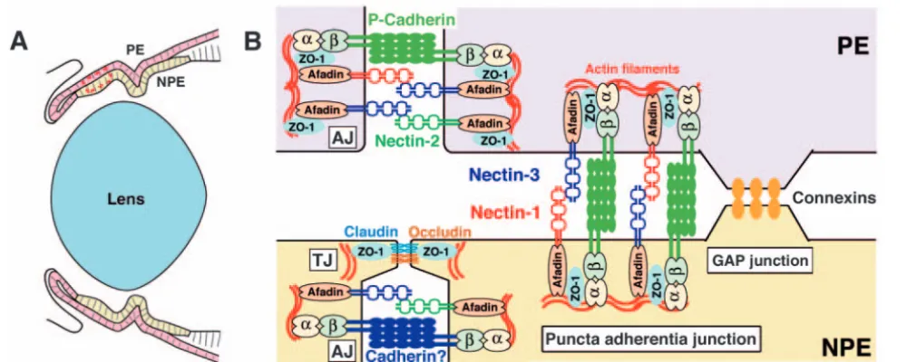 Fig. 11. CAMs and their associated proteins at the apex-apex junctions between the pigment and non-pigment epithelia, the apicolateraland junctions between the pigment epithelia and the apicolateral junctions between the non-pigment epithelia in the ciliar