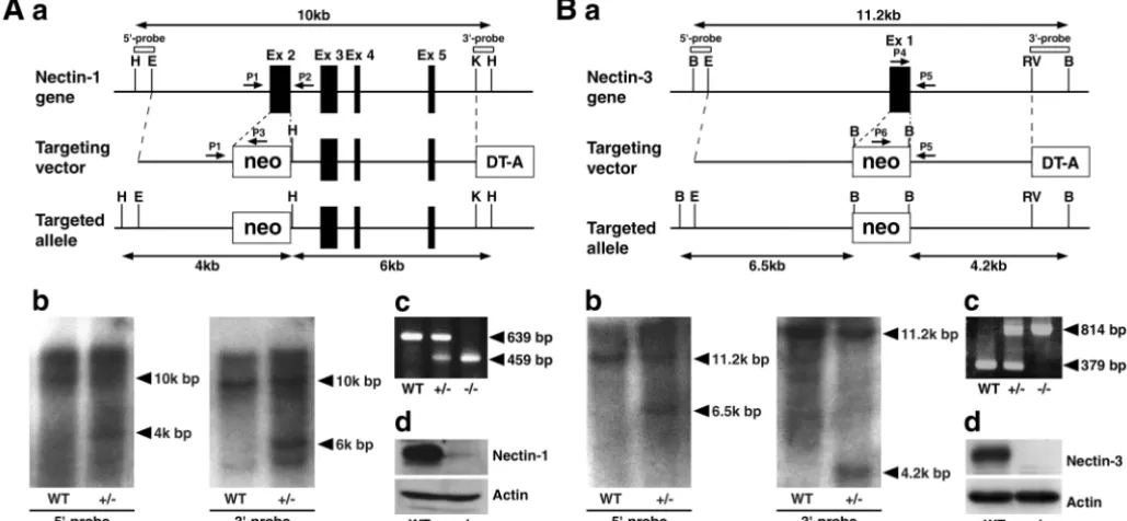 Fig. 1. Targeted disruption of the nectin 1 and nectin 3 genes. (A) Targeted disruption of the nectin 1 gene