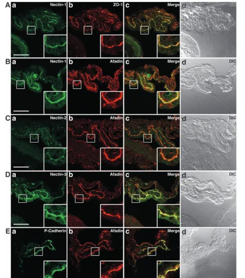 Fig. 7. Localization of nectins at the apex-apex junctions between the pigment and non-pigment cell layers of the ciliary epithelia in a wild-typeadult albino mouse