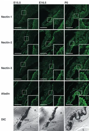 Fig. 8. Developmental analysis of the localization of nectin 1, nectin 2, nectin 3 and afadin atthe apex-apex junctions between the pigment and non-pigment cell layers of the ciliaryepithelia