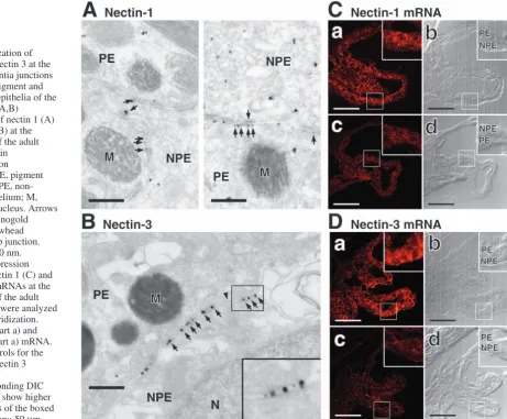 Fig. 9. Localization ofnectin 1 and nectin 3 at the