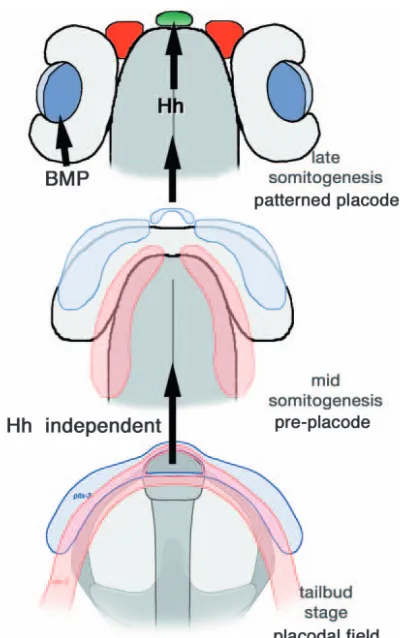 Fig. 9. Pre-placodes form from an unspeciﬁed placodal ﬁeldindependent of Hedgehog. (Bottom) At neural plate stages, 