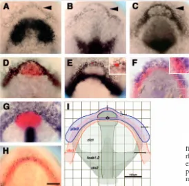 Fig. 2. pitx3 and dlx3b form overlapping expression domainsat the anterior neural plate border