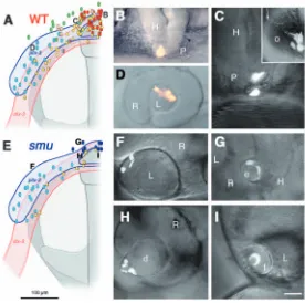 Fig. 4. Ectopic lens formation in mutant embryos does not