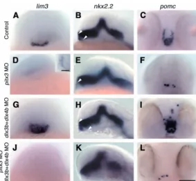 Fig. 5. pitx3 is required for pituitary placode formation, whereas dlx3b anddlx4b control pituitary placode size