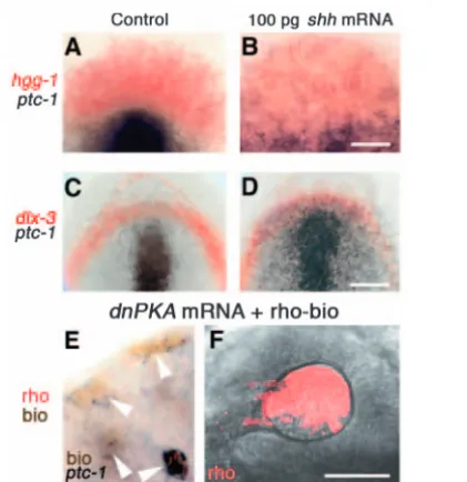 Fig. 8. At bud stage, lens and pituitary precursor cells do notupregulate ptc1 in response to shh mRNA
