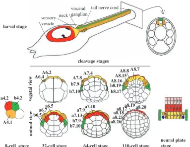 Fig. 1. Cell lineages of the ascidianlarval CNS. Cell lineages are