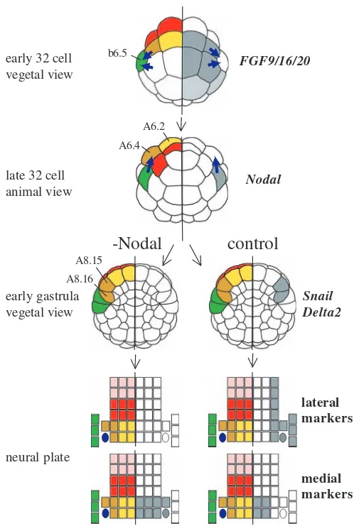 Fig. 8. A summary of the results. Embryonic stage is indicated on theleft of the schematic drawings