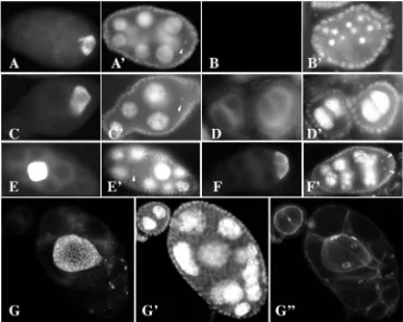 Table 1. The range of egg chamber phenotypes of the twin alleles at room temperature*