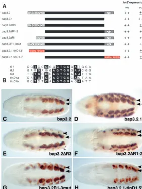 Fig. 8. Sequences required for preventing the induction of repression in the dorsal ectoderm