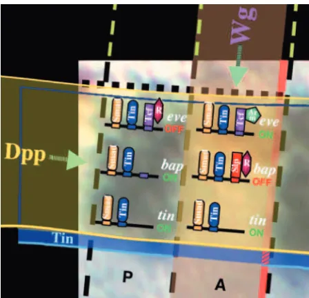 Fig. 9. Molecular switching of Dpp-responsive enhancer activities inthe dorsal mesoderm