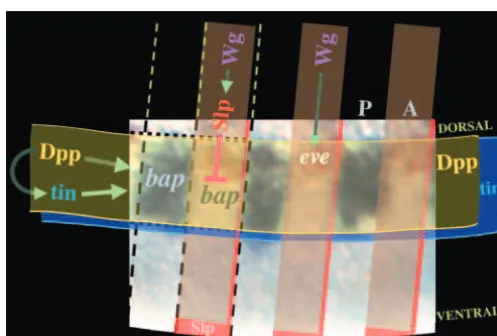 Fig. 1. Summary of signaling and transcriptional pathways duringthe induction of trunk visceral mesoderm
