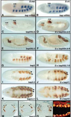Fig. 2. Conserved mesoderm and dorsal ectoderm. (P) Stage 9 embryo stained for mRNA (green) and phospho-Mad (red), showing coincidence of the(stage 10) recapitulating levels of TVM expression are also seen