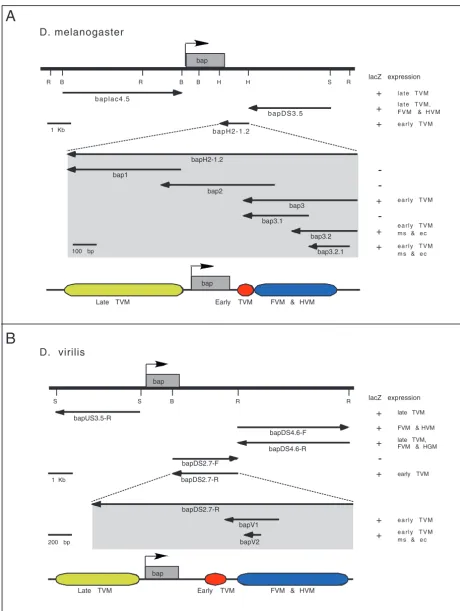 Fig. 3. bap enhancer regions and reporter constructs from D. melanogaster (A) and D. virilis (B)