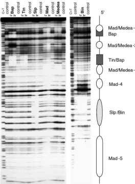 Fig. 4. DNAseI protection experiments with candidateprobe was tested with two different amounts (1Materials and methods) of bacterially expressed GST-fusionproteins of Bap, Tin, Slp, Mad, Medea and Bin, as well as BSAas a control