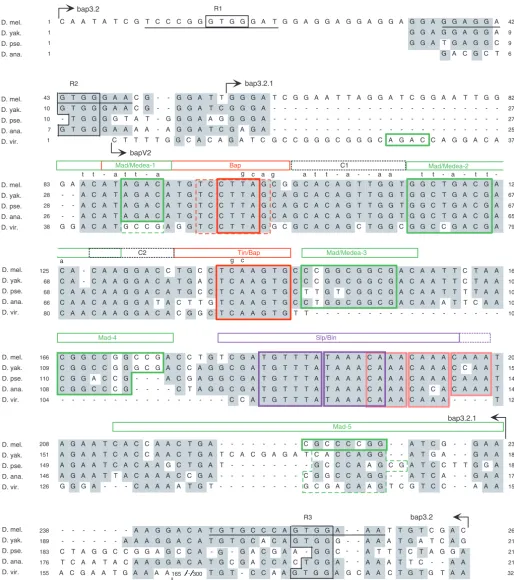 Fig. 5. Evolutionary conservation of melanogasterbap enhancer sequences and binding motifs