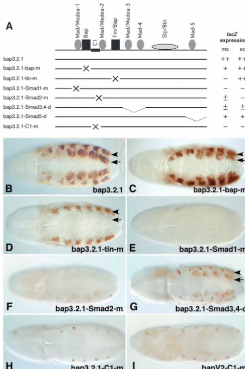Fig. 6. In vivo requirements for binding sites of Smad, Tin and Bapin both ectoderm and mesoderm