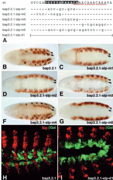Fig. 7. Functional dissection of the Slp binding sites in the and similar ectodermal activity as with used as a control