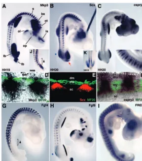 Fig. 1. Expression of Mkp3 during chick somitedevelopment correlates with the expression of 