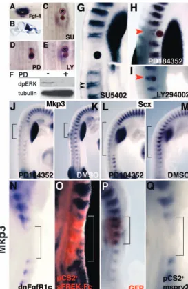 Fig. 2. FGFs regulate arrowhead did not have any effect (red arrowhead hybridisation for into somites (Whole-mount in situ hybridisation for (H) resulted in reduced endogenous of (L) 2 mM PD184352 into somites (DMSO (Bead grafts and inhibitor injections we
