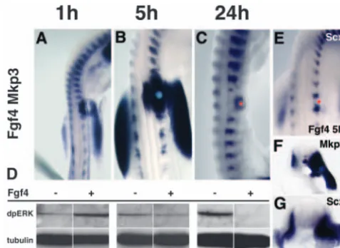 Fig. 3. The expression of Mkp3 over time correlates with differentiallevels of phosphorylated ERK in response to FGF bead implants.