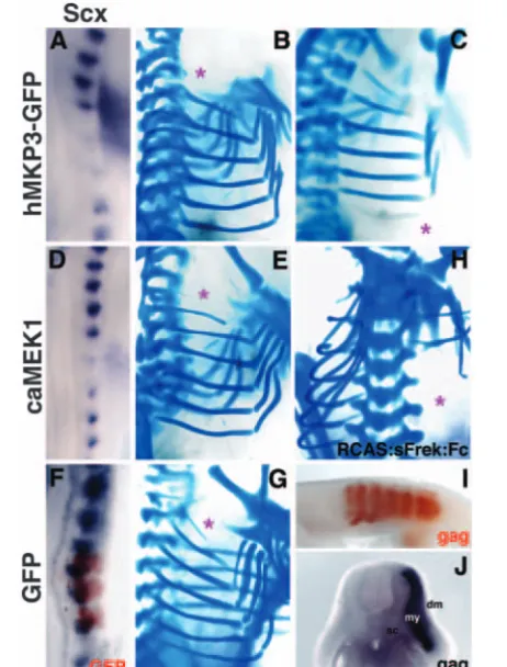 Fig. 6. Manipulating dpERK levels leads to loss of expression and rib defects. (A,D,F) Whole-mount in situhybridisation of (A,D) scleraxisscleraxis (dark blue) and (F) scleraxis withGFP (red)