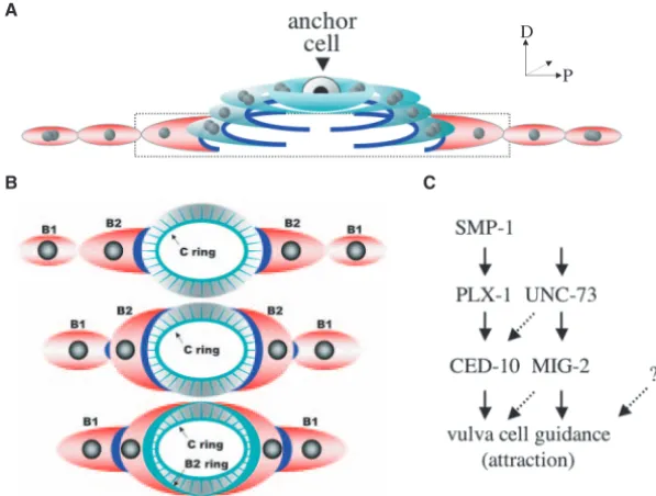 Fig. 5. A SMP-1 and PLX-1 based model of cellmigration during vulva morphogenesis. (A) Lateral
