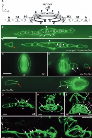 Fig. 1. Vulva ring formation defects in (plexin 1) and () mutants