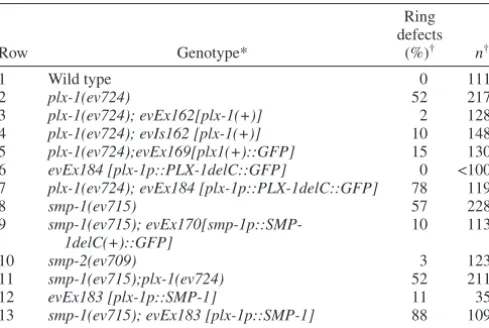 Table 1. Vulva rings defects in plexin 1 and semaphorin 1amutants